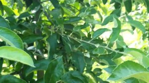 Сорт зеленого яблока -  Ренет Симиренка