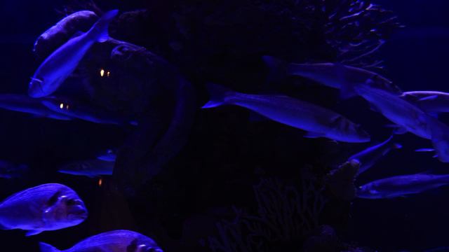 Музыкальные рыбы смотреть онлайн