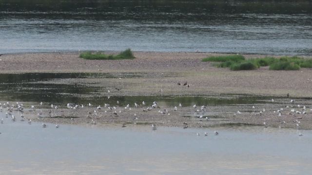 Чайки, коршуны и вороны на острове