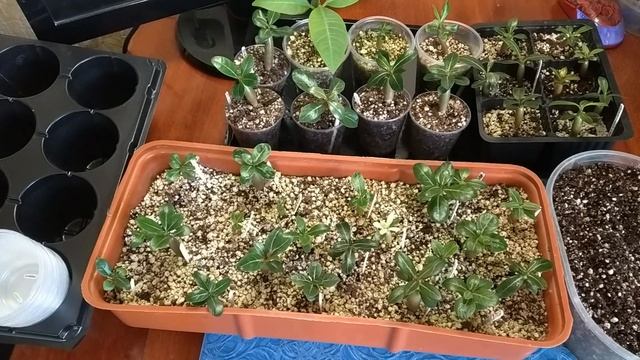 Адениум: уход за сеянцами, первая пересадка. смотреть онлайн