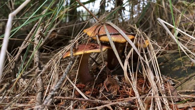 The Healing Power of Forest [4K] | Forest Sounds | Relaxing Nature Video | Relaxation Film смотреть онлайн