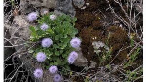 Глобулярия или шаровница. Фото видов и сортов. Выращивание в открытом грунте.