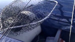 Ямаран F340 и Ямаха 9,9