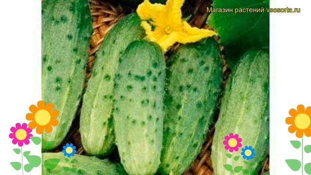 Огурец гибридный F1 Матрешка. Краткий обзор, описание характеристик, где купить саженцы F1 Matreshk смотреть онлайн