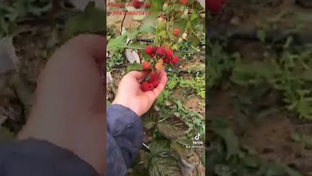 малина маравилла смотреть онлайн