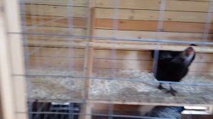 Куры Билефельдеры.