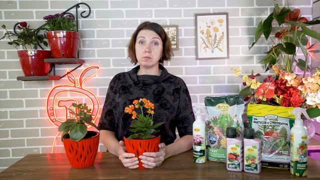 Правильный уход за КАЛАНХОЭ ?Болезни и вредители каланхоэ