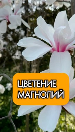 Магнолии в цвету #магнолии #питомникросток #саженцы #питомникрастений