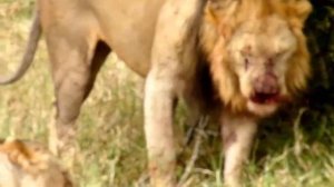 На что СПОСОБЕН ЛЕВ !? Насколько Силён ЦАРЬ ЗВЕРЕЙ ? ЛЕВ !