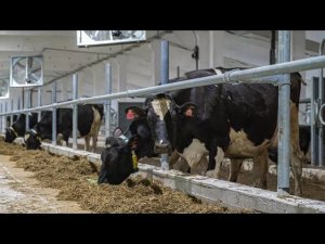 Освещение предприятия агропромышленного комплекса