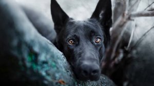 Лай собак (Звук лая собак ночью в частном секторе) | (24 Секунды)