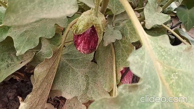 Баклажан Полосатый бок смотреть онлайн