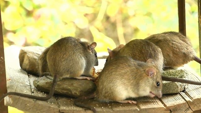 😻0204. Video for cats.CatTv смотреть онлайн