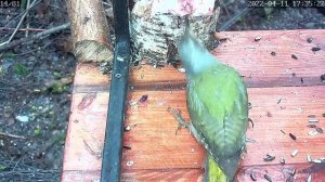 Крик седого дятла