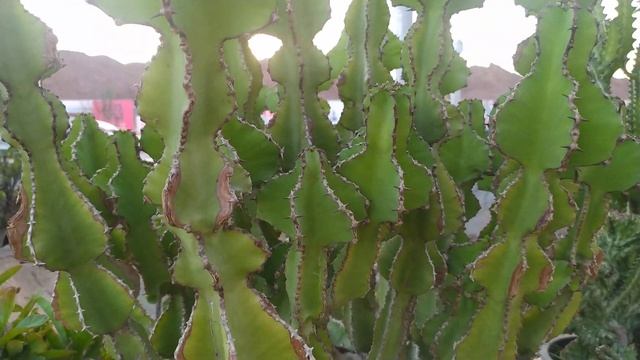 Шарм Эль Шейх - магазины растений и цветов, Египет!! смотреть онлайн