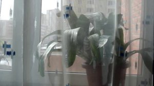 Страна любви