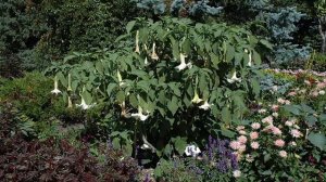 Propiedades Del  Floripondio Usos Medicinal (Brugmansia)