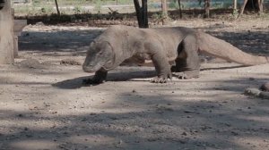 Комодский варан самая опасная ящерица мира