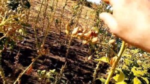 Сбор семян табака