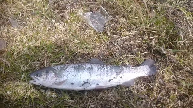 Форель на Енисее. смотреть онлайн