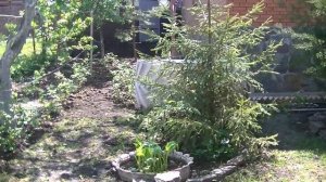 КАКИЕ ДЕРЕВЬЯ ПОСАДИТЬ В СВОЁМ ДВОРЕ ДЛЯ ДОСТАТКА ЛЮБВИ И БЛАГОПОЛУЧИЯ # НАРОДНЫЕ ПРИМЕТЫ #