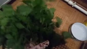 Сколько минут запаривать крапиву