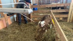 ОВЧАРНЯ -LIFE [Жизнь в деревне]