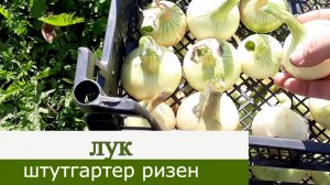 Лук штутгартер ризен. Урожай 2021.