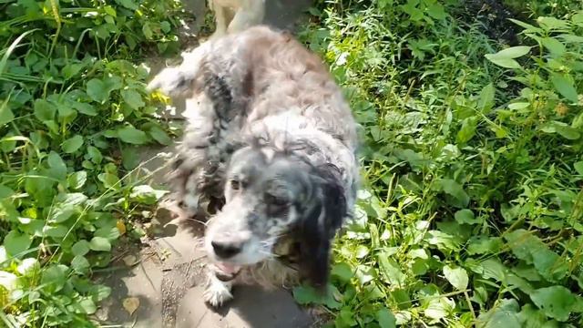 ЛИ СЯО. Алиса - Лиса. Зачем лисе понадобилось полотенце. смотреть онлайн