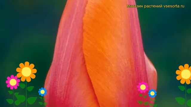 Тюльпан триумф Темпл Фаворит. Краткий обзор, описание характеристик Temple's favourite смотреть онлайн