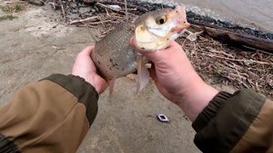 Рыбалка на донную удочку с берега Иртыша!!!ЯЗЬ, СТЕРЛЯДКА!!! Ханты-Мансийский Автономный округ-ЮГРА