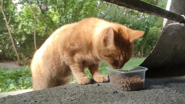 Сладость. Что случилось. смотреть онлайн