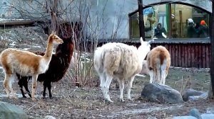 гуанако, викунья, альпака, лама, Moscow zoo, guanako, vicuna, alpaca, llama.