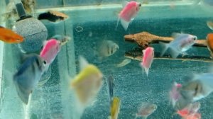 Аквариумные рыбки Релакс Аквариум