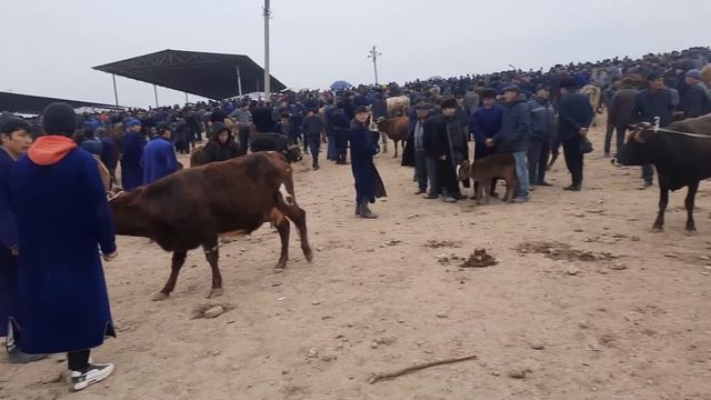 Chiroqchi chorshanbi Mol bozori 7,,02,2024 sogin sigirlar or 🐄🐫🐎🫏 narxlari