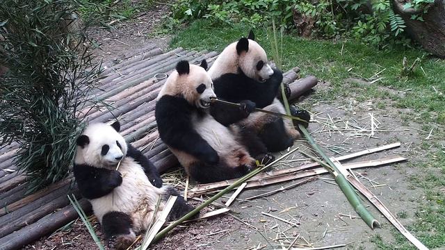По манере потребления пищи можно увидеть разницу между характерами панд смотреть онлайн