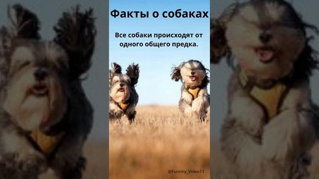 Факт о собаках №7 ❤️?подробнее в описании #животные#факты#интересно#новое#reels#animals#facts#собак