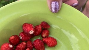 Лучшие сорта земляники! Вырастили из семян!