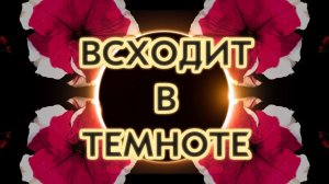 ЭТА ПЕТУНИЯ ВСХОДИТ В ТЕМНОТЕ! КАК СЕЯТЬ ПЕТУНИЮ.