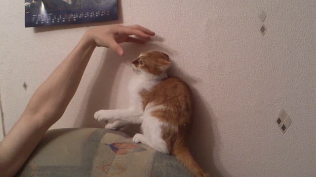 кот без когтей смотреть онлайн