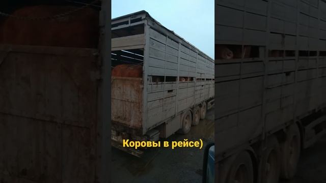 Целый прицеп коров.