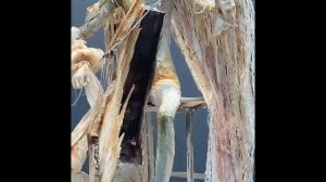 Потрясающая выставка кукол в гостином дворе. Москва, Ильинка .Часть 4, заключительная.