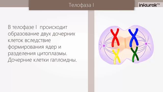 Половое размножение Мейоз | Биология 9 класс #12 | Инфоурок смотреть онлайн