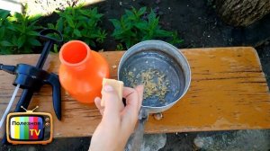 ЭТО СРЕДСТВО БЫСТРО ИЗБАВИТ ОТ ТЛИ ВАШ САД И ОГОРОД