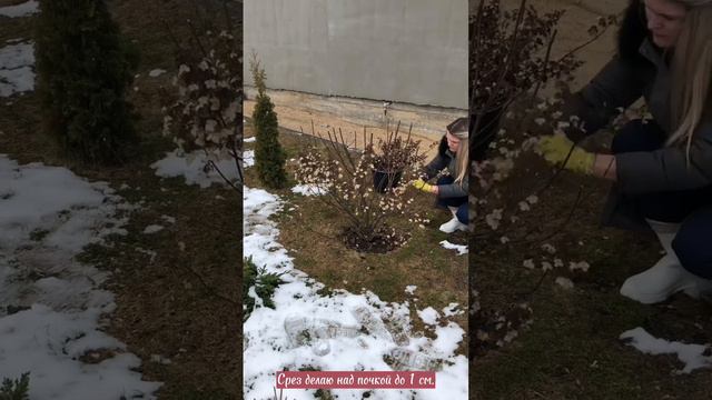 Обрезка гортензии Киушу весной #садсвоимируками #garden #гортензияметельчатая #гортензия