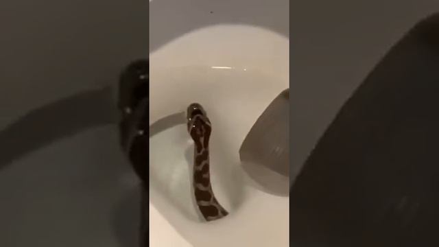 snake came out of the toilet bowl Змея вылезла из унитаза