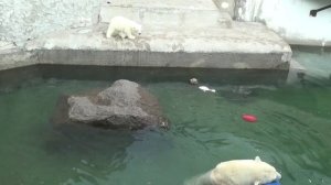 One Sunday afternoon of Uslada and her cub, at Leningrad Zoo, in Saint Petersburg, Russia