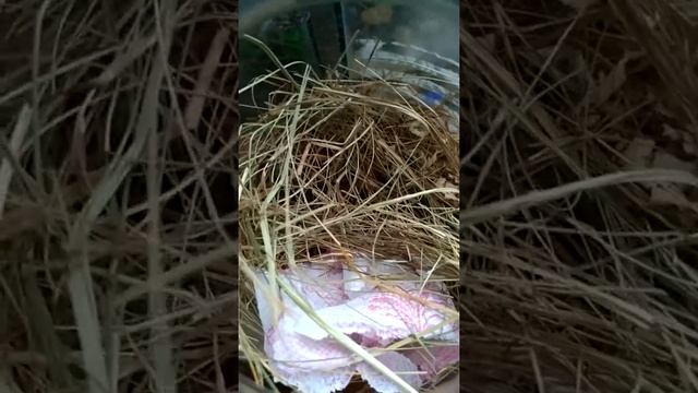 Моя ферма Джунгария продолжение смотреть онлайн