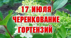17 июля. Черенкую гортензии.mp4