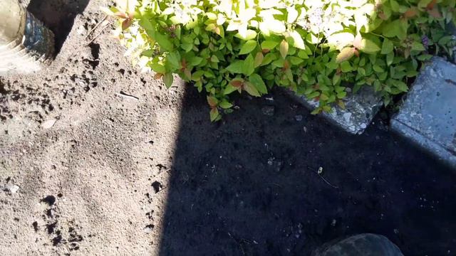 Удобрение для огурцов!И они быстро вырастут! смотреть онлайн